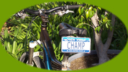 Bicycle license plates by MINIPL8S.com